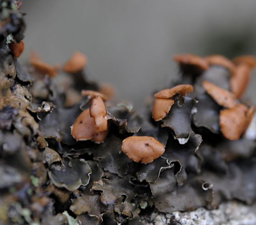 Peltigera horizontalis