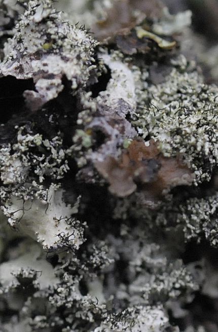 Parmotrema crinitum