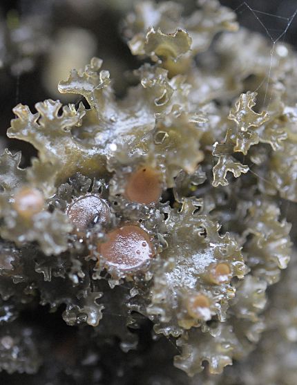 Leptogium burgessii