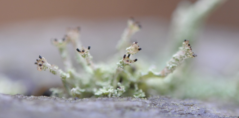 possibly Cladonia pyxidata
