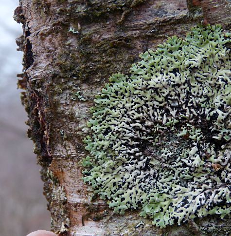 Menegazzia terebrata