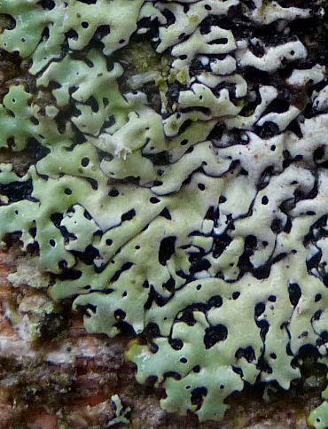 Menegazzia terebrata