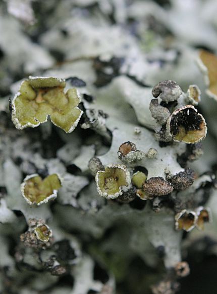 Hypotrachyna laevigata, fertile