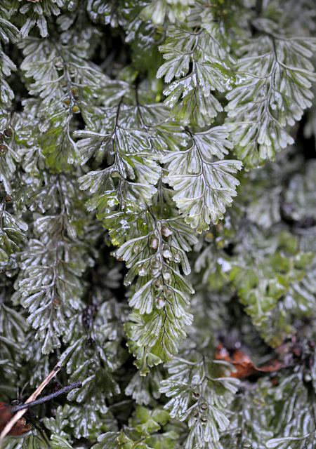 Hymenophyllum tunbrigense