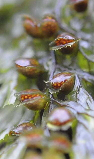 Hymenophyllum tunbrigense, capsules
