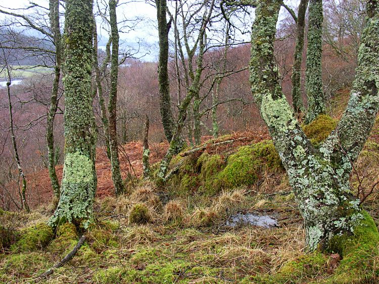 Betula pubescens in winter