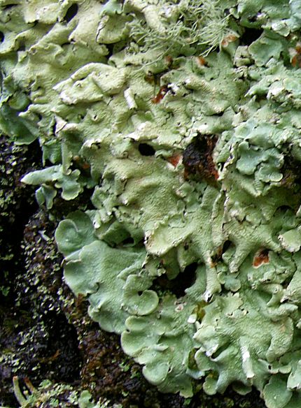 Flavoparmelia caperata