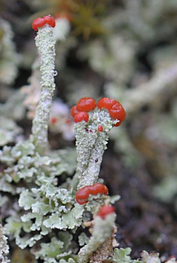 Cladonia macilenta