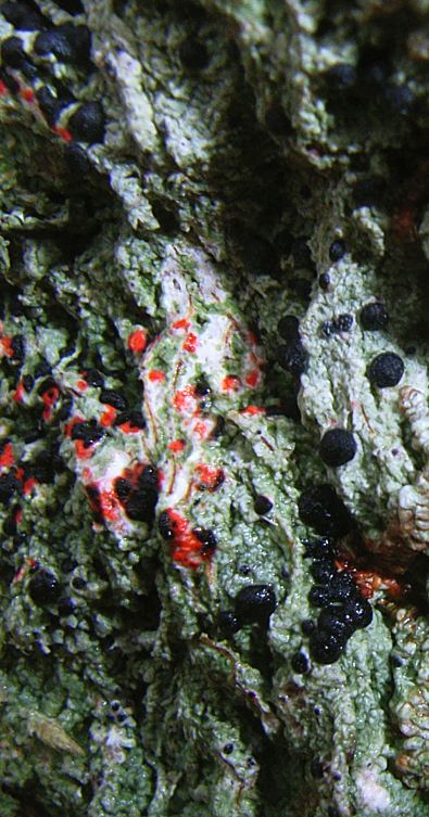 Mycoblastus sanguinarius