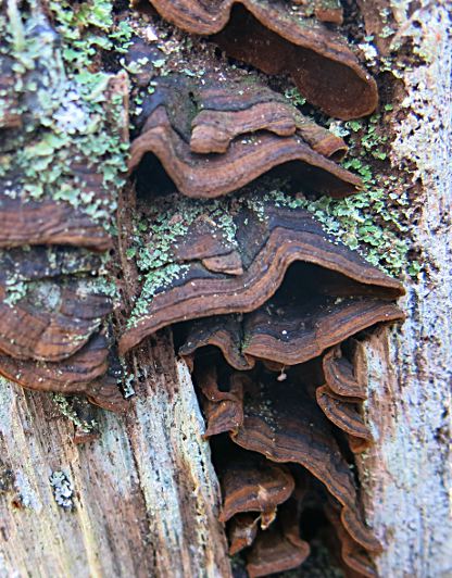 Hymenochaete rubiginosa