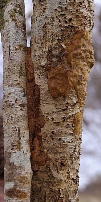 Fuscoporia ferrea/ferruginosa, glueing hazel