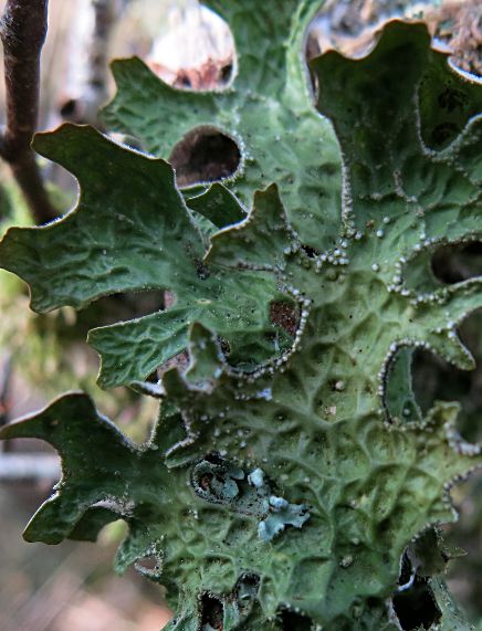 Lobaria pulmonaria