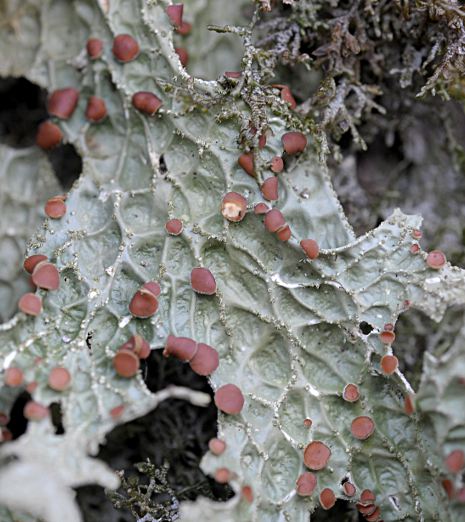 Lobaria pulmonaria
