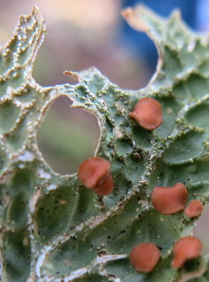 Lobaria pulmonaria