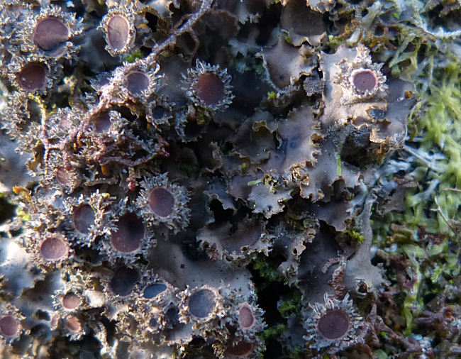 Leptogium burgessii