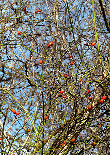 Rosa canina