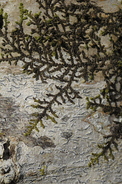 Frullania sp