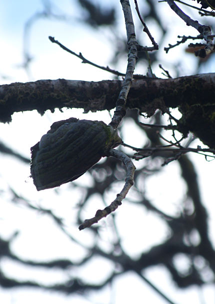 Fomes fomentarius on oak twig