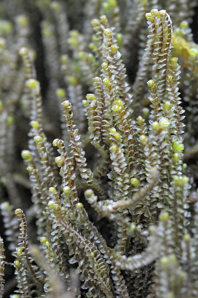 Scapania gracilis