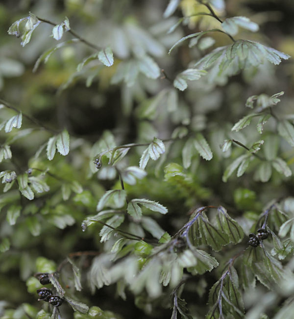 Hymenophyllum wilsonii, fertile