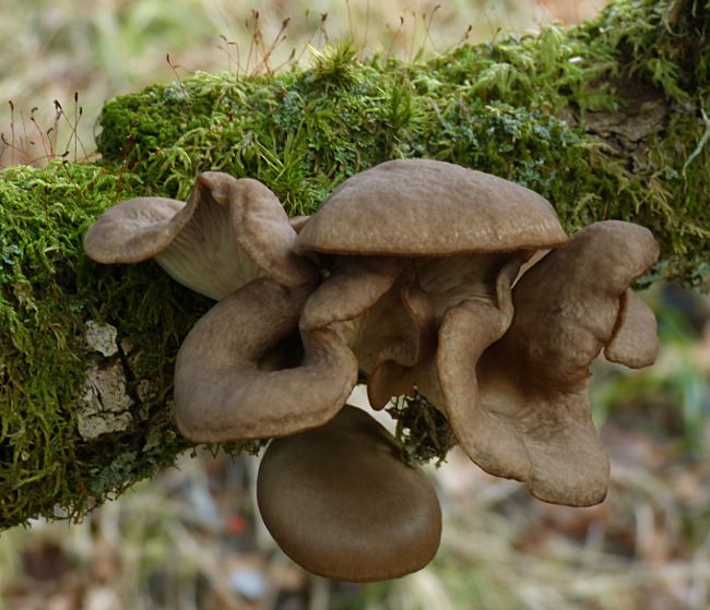 Pleurotus ostreatus