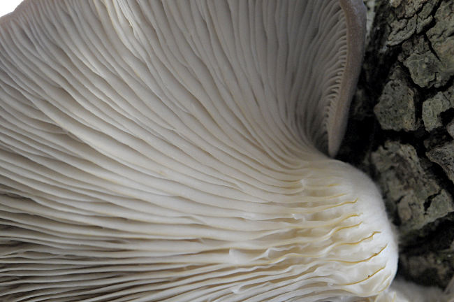 Pleurotus ostreatus, underside