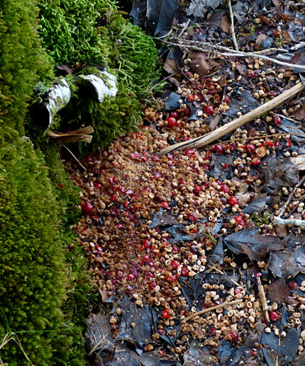 Ilex aquifolium hoard of berry remains and seed husks