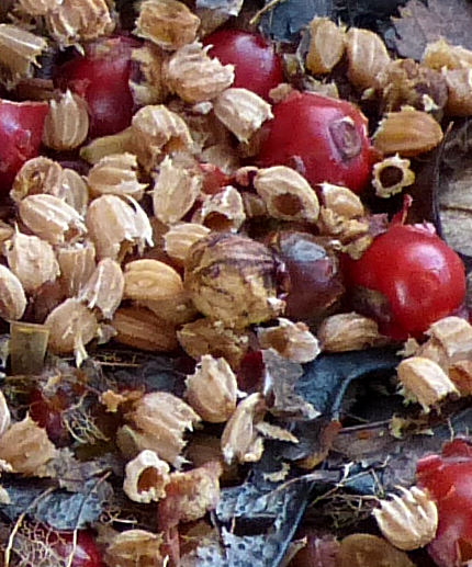 Ilex aquifolium hoard of berry remains and seed husks