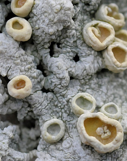 Ochrolechia tartarea