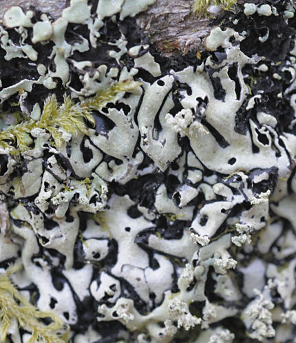 Menegazzia terebrata
