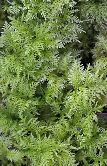 Thuidium tamariscinum