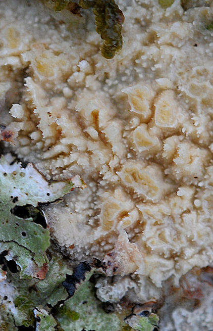 Radulomyces molaris