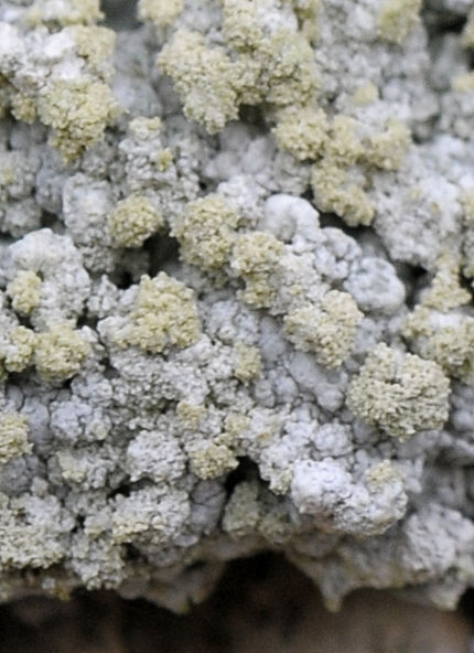 Ochrolechia androgyna