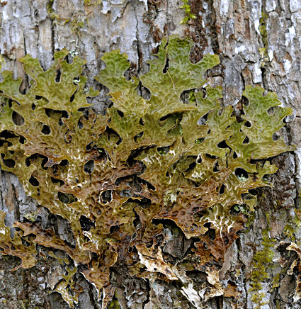 Lobaria pulmonaria