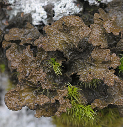 Sticta sylvatica
