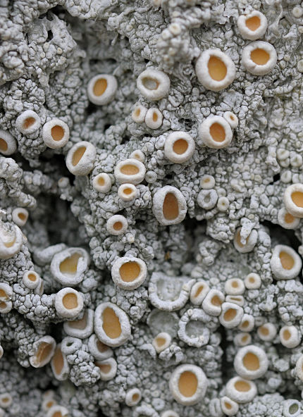 Ochrolechia tartarea