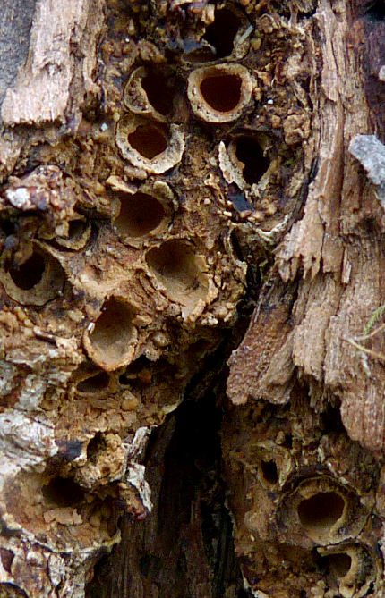 Andricus quercuscorticis galls