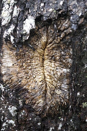Oak wound callus