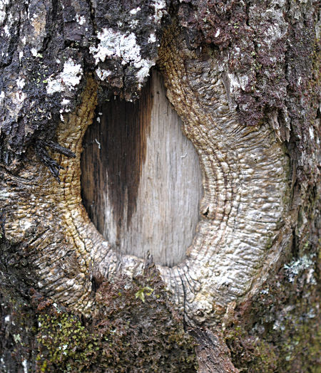 Oak wound callus