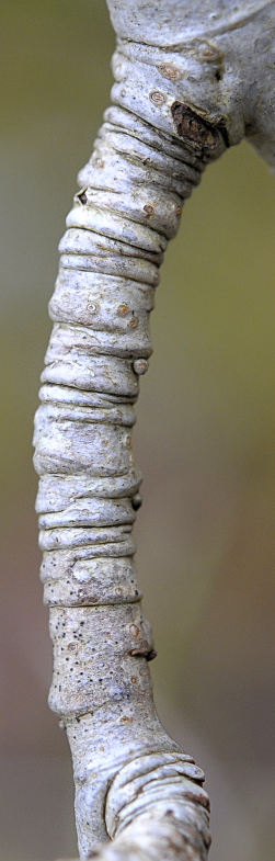 Sorbus aucuparia