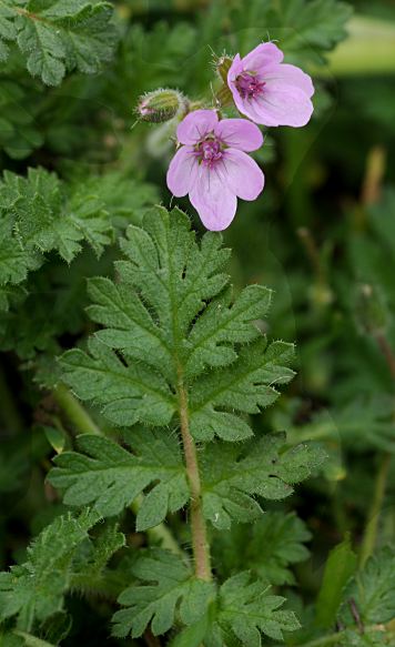 Erodium cicutarium
