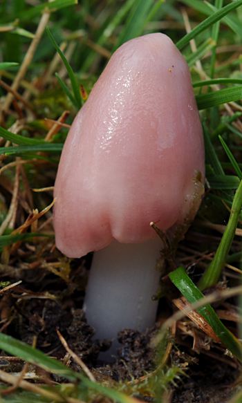 Hygrocybe calyptriformis, young fruitbody