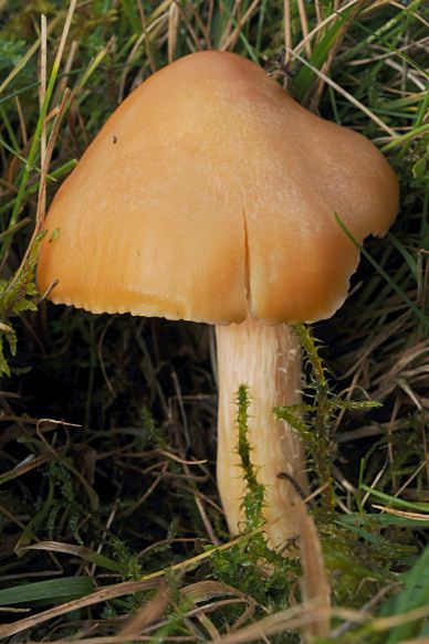 Hygrocybe pratensis