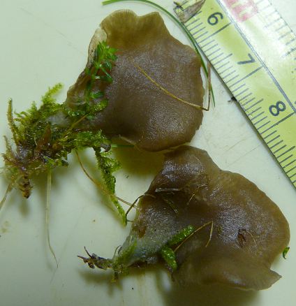 Arrhenia acerosa