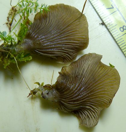 Arrhenia acerosa