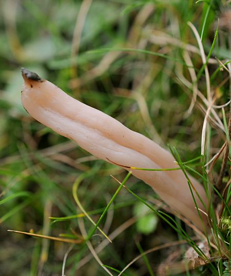 Clavaria sp