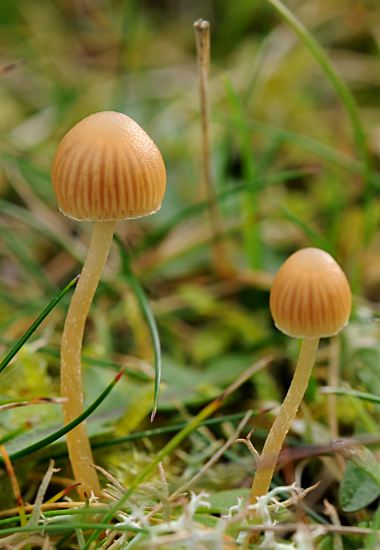 Galerina sp
