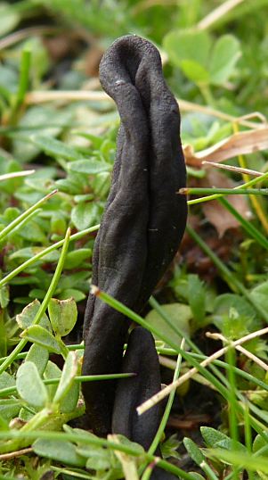 Geoglossum umbratile