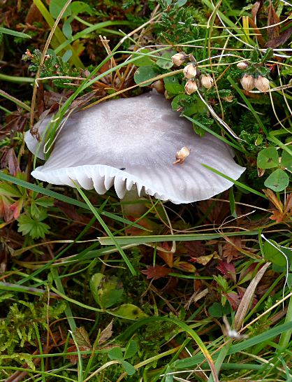Hygrocybe lacmus