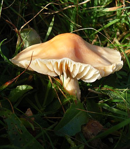 Hygrocybe pratensis